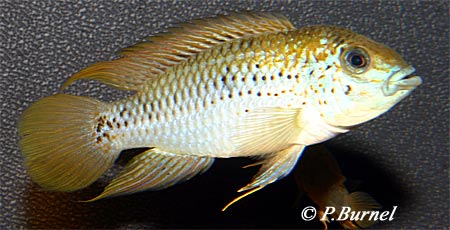 Apistogramma alacrina